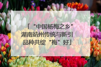 “中国杨梅之乡”湖南靖州传统与新引品种共绽“梅”好