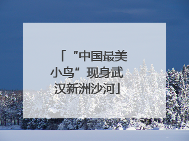 “中国最美小鸟”现身武汉新洲沙河