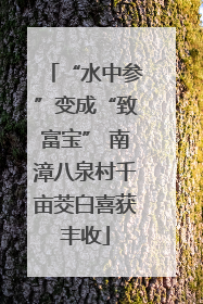 “水中参”变成“致富宝” 南漳八泉村千亩茭白喜获丰收