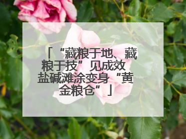 “藏粮于地、藏粮于技”见成效 盐碱滩涂变身“黄金粮仓”