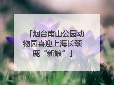 烟台南山公园动物园喜迎上海长颈鹿“新娘”