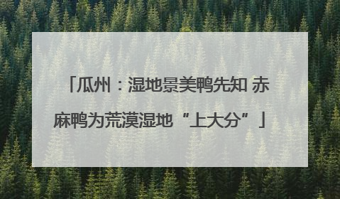 瓜州：湿地景美鸭先知 赤麻鸭为荒漠湿地“上大分”