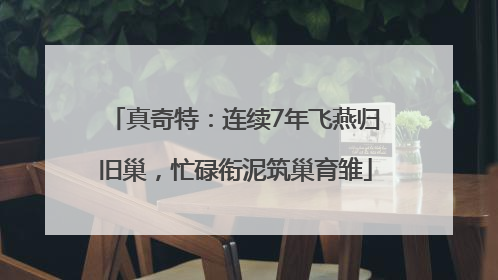 真奇特：连续7年飞燕归旧巢，忙碌衔泥筑巢育雏