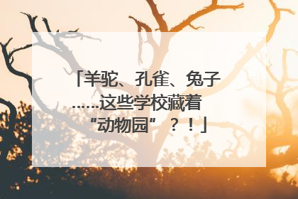 羊驼、孔雀、兔子……这些学校藏着 “动物园”？！
