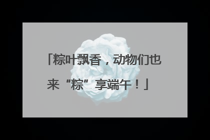 粽叶飘香，动物们也来“粽”享端午！
