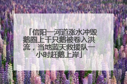 信阳一河道涨水冲毁鹅圈上千只鹅被卷入洪流，当地蓝天救援队一小时赶鹅上岸