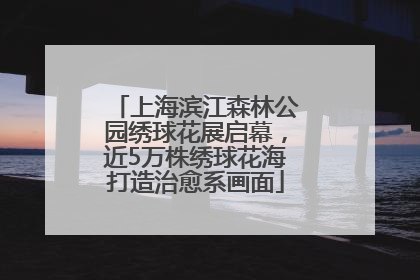 上海滨江森林公园绣球花展启幕，近5万株绣球花海打造治愈系画面
