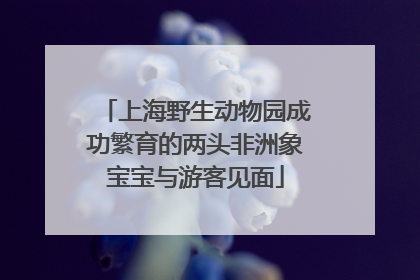 上海野生动物园成功繁育的两头非洲象宝宝与游客见面