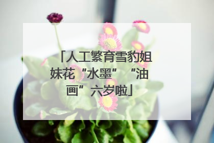 人工繁育雪豹姐妹花“水墨”“油画”六岁啦