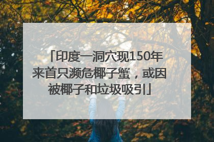 印度一洞穴现150年来首只濒危椰子蟹，或因被椰子和垃圾吸引