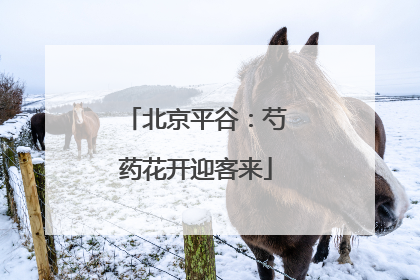 北京平谷：芍药花开迎客来