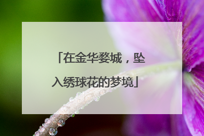 在金华婺城，坠入绣球花的梦境