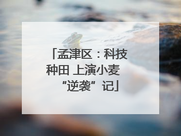 孟津区：科技种田 上演小麦“逆袭”记