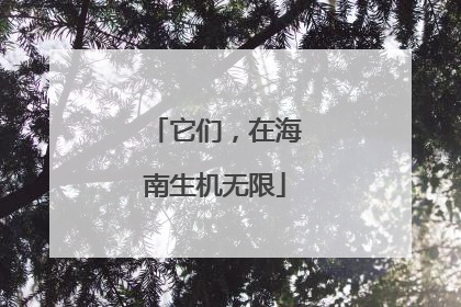 它们，在海南生机无限