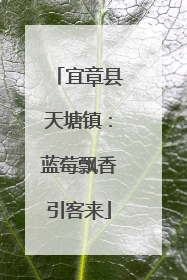 宜章县天塘镇：蓝莓飘香引客来