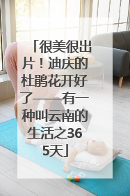 很美很出片！迪庆的杜鹃花开好了——有一种叫云南的生活之365天