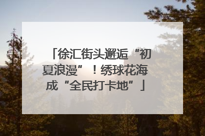徐汇街头邂逅“初夏浪漫”！绣球花海成“全民打卡地”