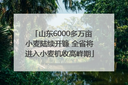 山东6000多万亩小麦陆续开镰 全省将进入小麦机收高峰期