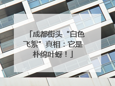 成都街头“白色飞絮”真相：它是朴绵叶蚜！