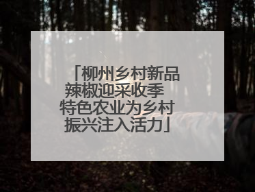 柳州乡村新品辣椒迎采收季 特色农业为乡村振兴注入活力