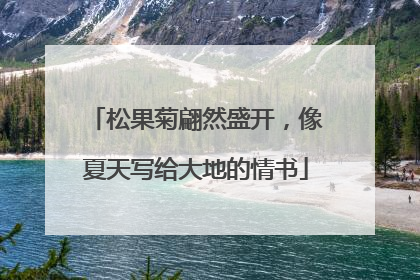松果菊翩然盛开，像夏天写给大地的情书