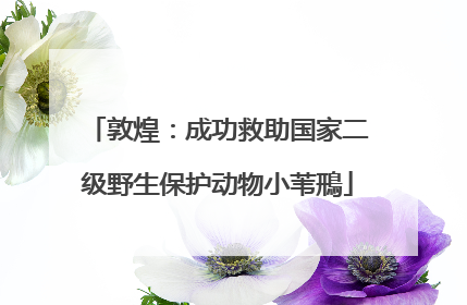 敦煌：成功救助国家二级野生保护动物小苇鳽