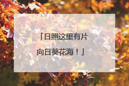 日照这里有片向日葵花海！