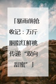 暴雨前抢收记：万斤胭脂红鲜桃传递“双向甜蜜”