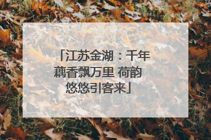 江苏金湖：千年藕香飘万里 荷韵悠悠引客来