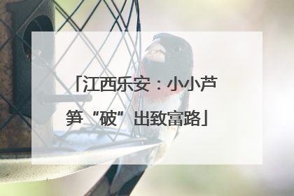 江西乐安：小小芦笋“破”出致富路
