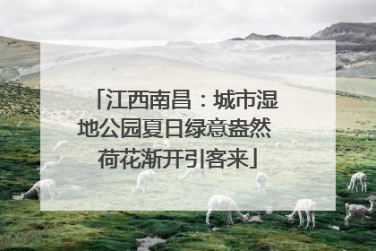 江西南昌：城市湿地公园夏日绿意盎然 荷花渐开引客来