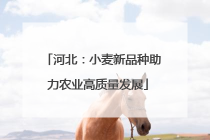 河北：小麦新品种助力农业高质量发展