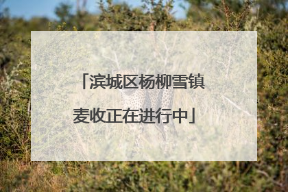 滨城区杨柳雪镇麦收正在进行中