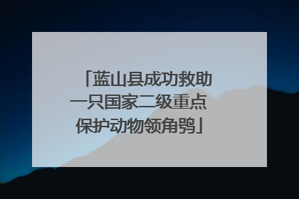 蓝山县成功救助一只国家二级重点保护动物领角鸮