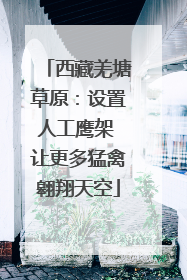 西藏羌塘草原：设置人工鹰架 让更多猛禽翱翔天空