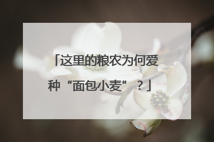 这里的粮农为何爱种“面包小麦”？