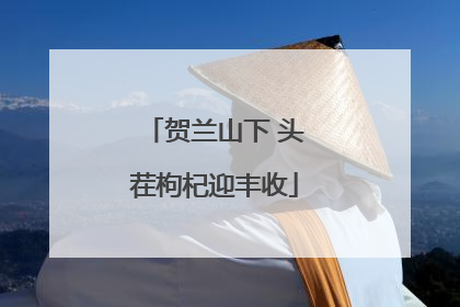 贺兰山下 头茬枸杞迎丰收