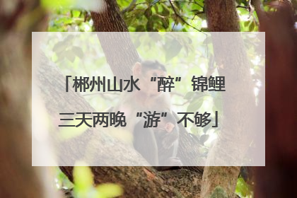郴州山水“醉”锦鲤 三天两晚“游”不够