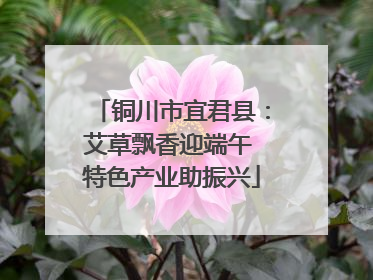 铜川市宜君县：艾草飘香迎端午 特色产业助振兴
