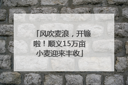 风吹麦浪，开镰啦！顺义15万亩小麦迎来丰收