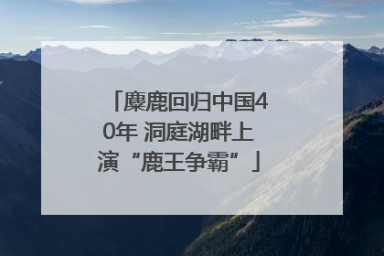 麋鹿回归中国40年 洞庭湖畔上演“鹿王争霸”