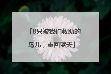 8只被我们救助的鸟儿，重回蓝天